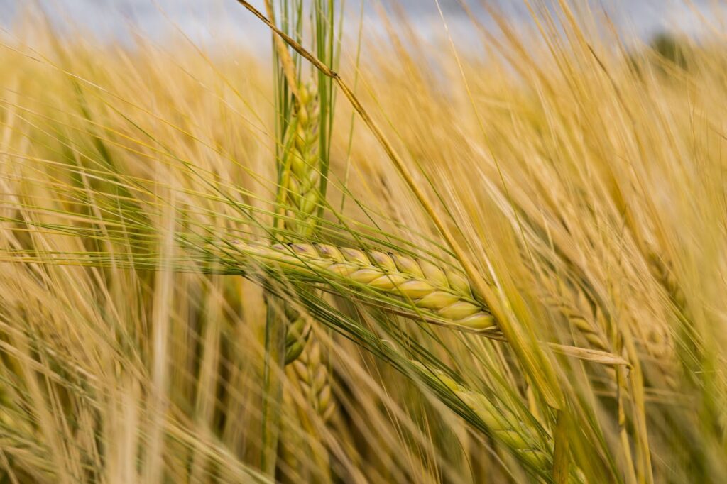 An intricate view of a ripe barley field with golden ears swaying in the summer breeze.